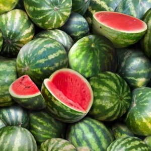 Elizabeth Studio - 563 Watermelon