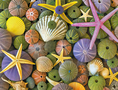 Colorful Seashells and Starfish