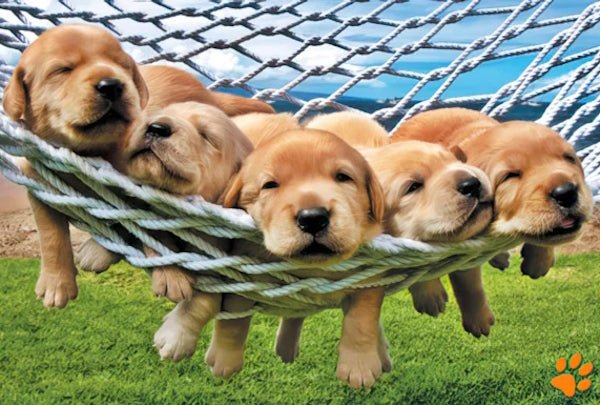 Puppies - Grandma&