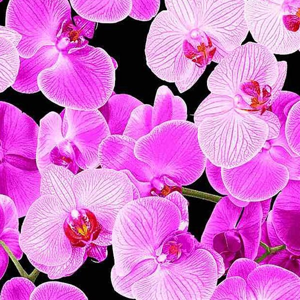 Timeless Treasures - C1196 Pink Orchids - Grandma&