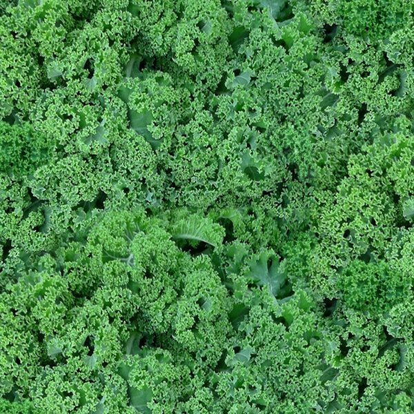 Elizabeth Studio - 642 Green