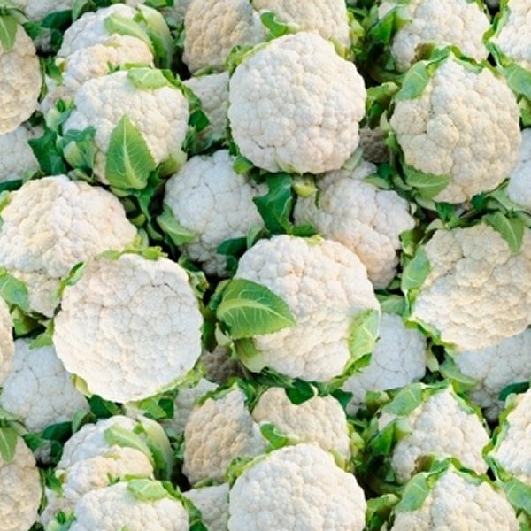 Windham - 51899D Cauliflower