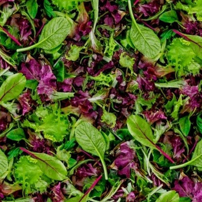 Windham - 51904D Mixed Lettuce